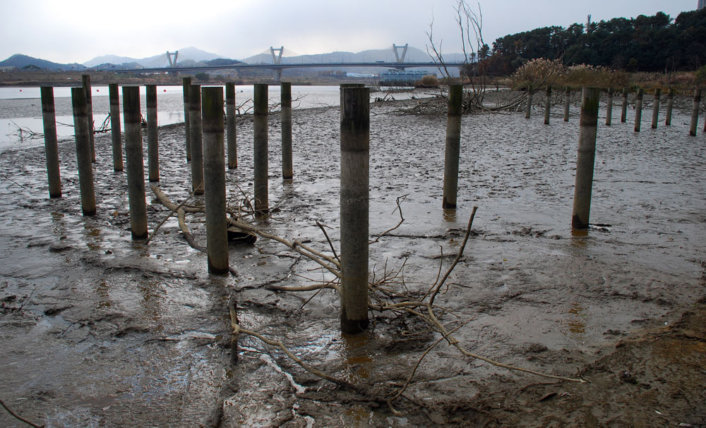  4대강 사업 당시 새들의 쉼터로 박아 놓은 말뚝도 물 밖으로 노출되었다.