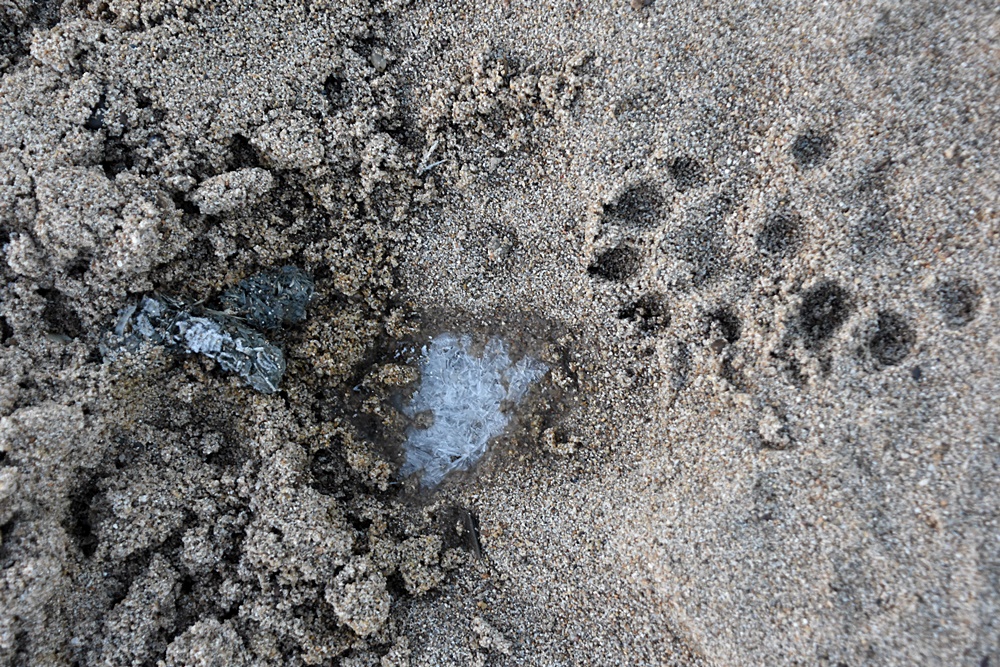  선명한 수달 발자국과 배설물. 모래톱 곳곳에 수달의 흔적이 나타났다. 