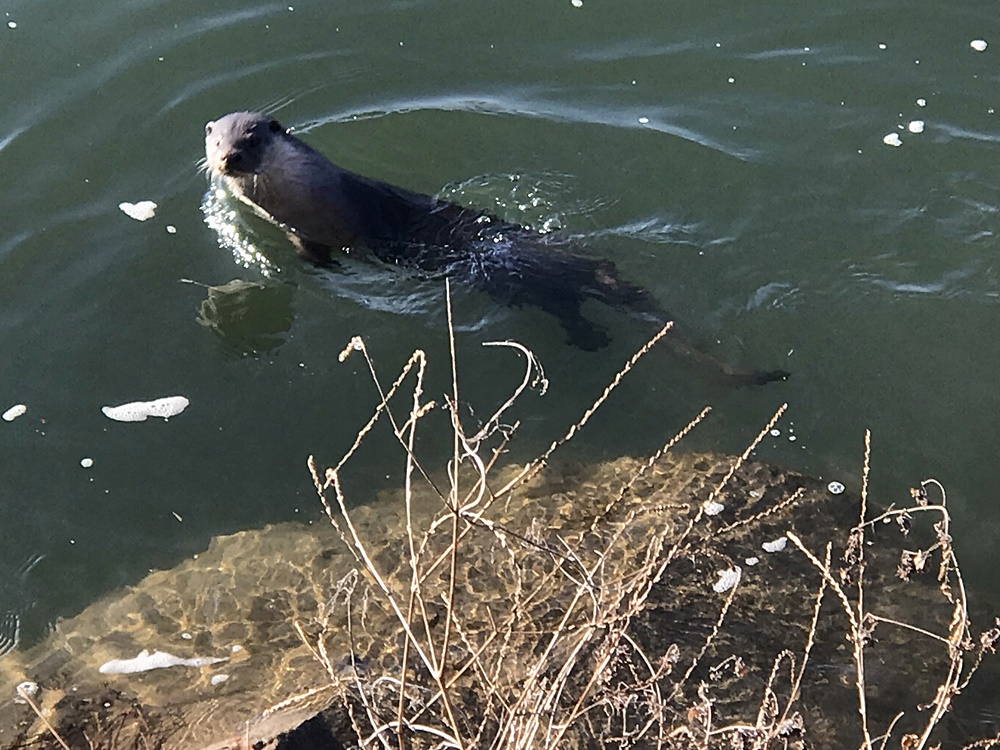  천연기념물 수달이 낙동강에 나타났다. 몇번을 물 속에서 고개를 내밀고 기자를 빤히 살핀다. 