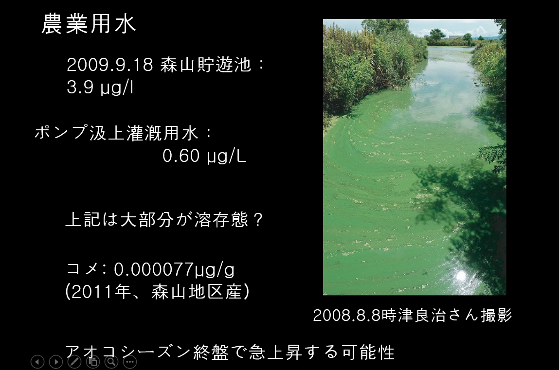  녹조로 오염된 일본 모리야마저수지의 물로 농사지은 벼에서 조류 독소가 검충됐다는 다카하시 도루 교수의 측정 자료 
