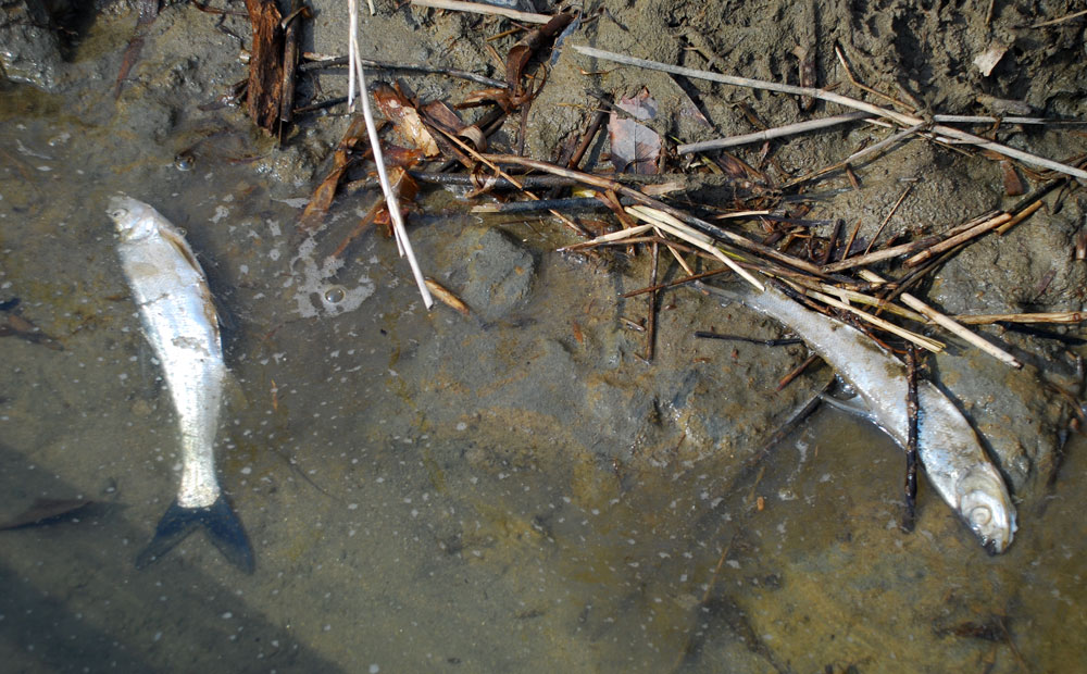 지난해 수온이 떨어지면서 강바닥에 가라앉았던 녹조류 사체가 떠오르고 물고기 집단 폐사가 발생했다.