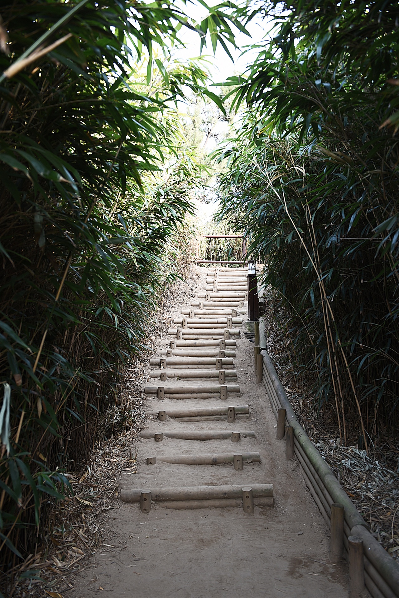 죽변등대 대나무숲길 등대 아래 '용의 꿈길'로 이름붙인 대나무숲길이 있다. 