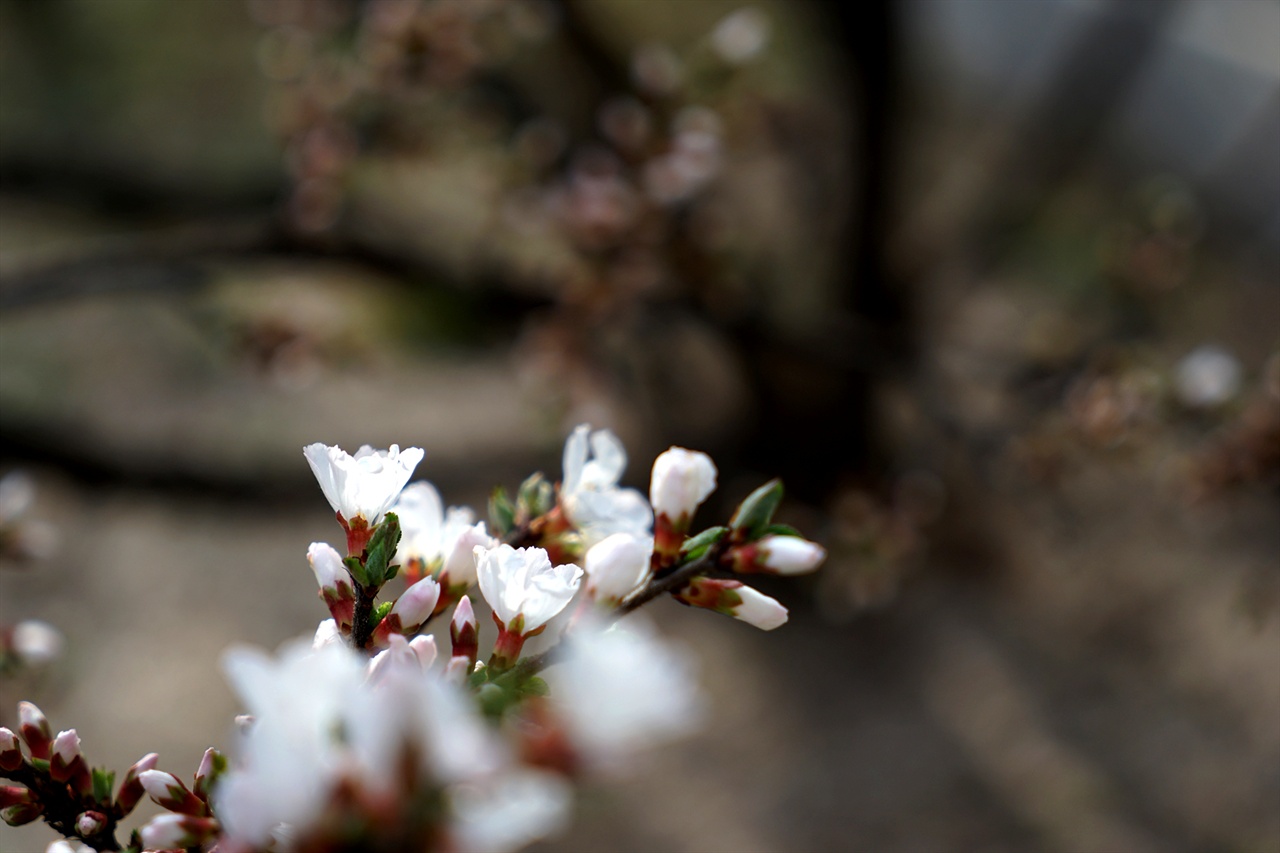 규장각 뒷뜰의 앵두나무꽃