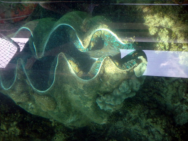  유리보트를 타고 산호초 관광을 하던 중 1미터가 넘는 대왕조개도 만났다