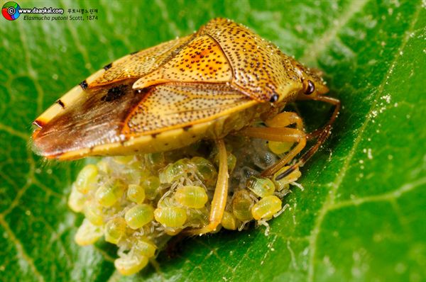 Elasmucha putoni