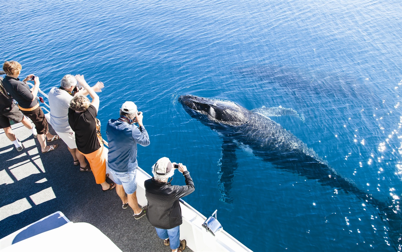 호주 선샤인코스트엔 고래를 눈앞에서 볼 수 있는 체험관광 프로그램이 있다.