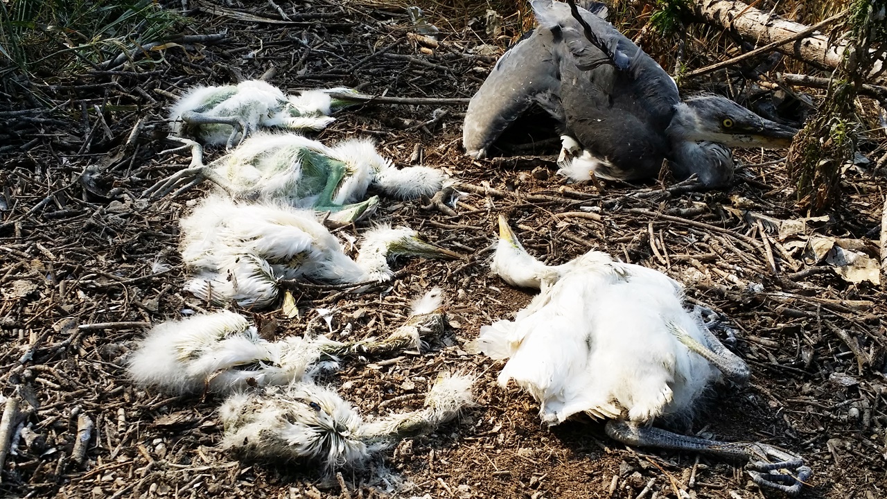  안동댐 상류서 떼죽음하고 있는 백로와 왜가리. 이들을 먹고 너구리 등의 야생동물도 죽어나고 있다.