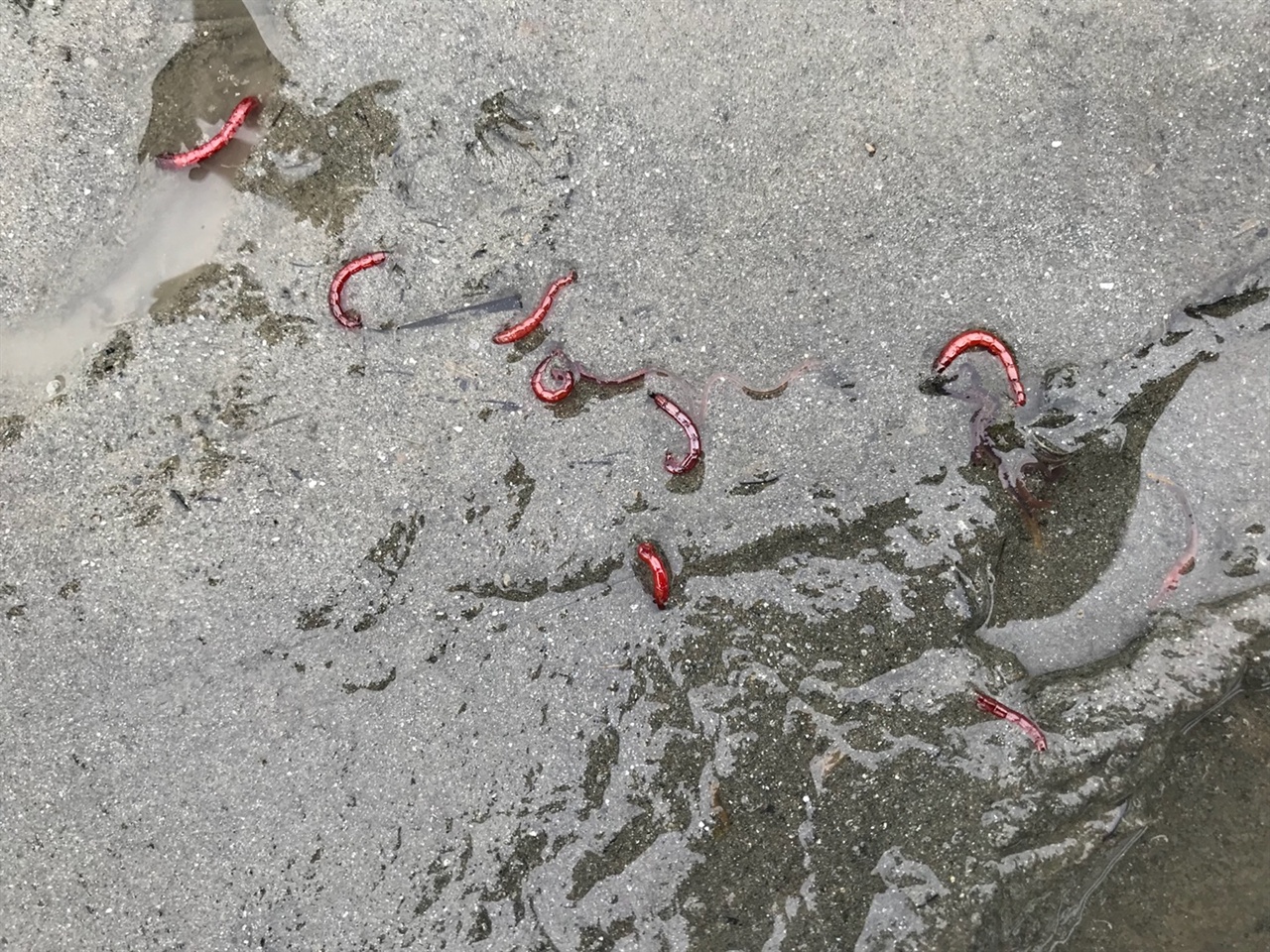 달성보 상류 낙동강의 썩은 저질토에서 나온 4급수 최악의 지표종 붉은깔따구 유충. 