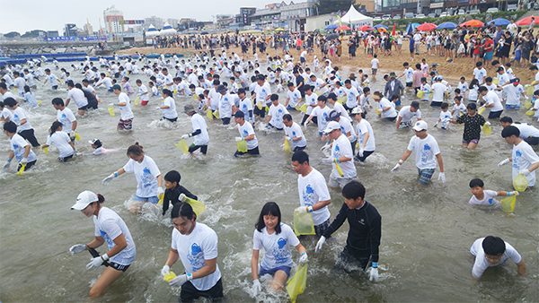 속초 오징어 맨손잡기 축제에서 참가자들이 신호따라 오징어를 잡기위해 일제히 구역이 정해진 바다로 들어가고 있다.