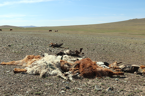  몽골초원과 사막에는 많은  가축이 죽어있었다. 이들은 독수리나 매의 밥이 되었다