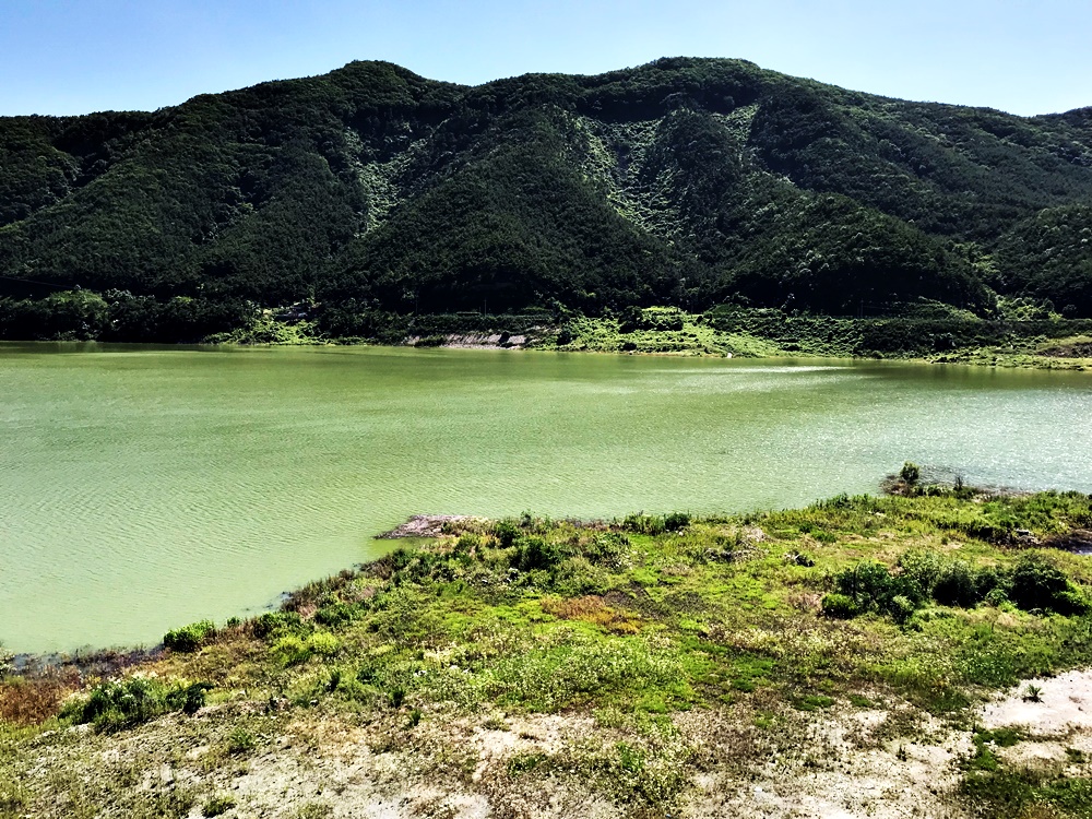  보현산댐의 상류도 짙은 녹조로 물들어 있다. 거대한 녹조라떼 배양소가 된 보현산댐의 모습이다.