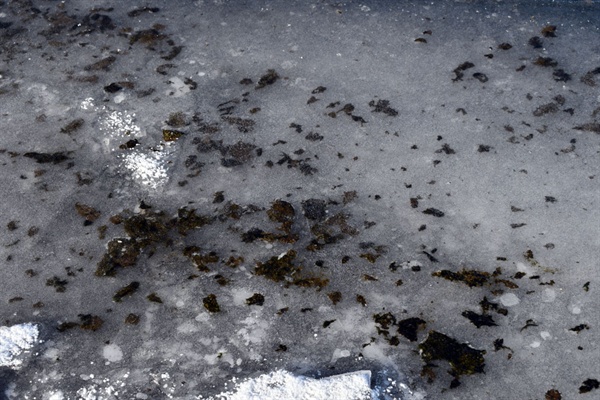  공주보 상류 강바닥에서 떠오른 조류 사체가 꽁꽁 얼어붙은 상태다.