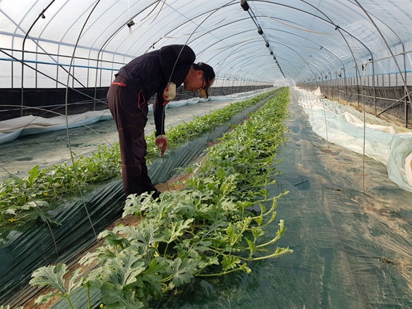 백제보 인근에서 농사를 짓고 있는 김영기(52) 씨는 ‘백제보 개방에 따른 농업용수확보를 위한 자왕펄 농민대책위’ 집행위원장이다. 