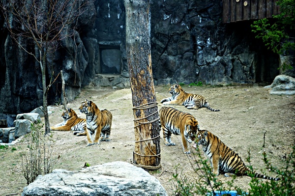 닝보 동물원