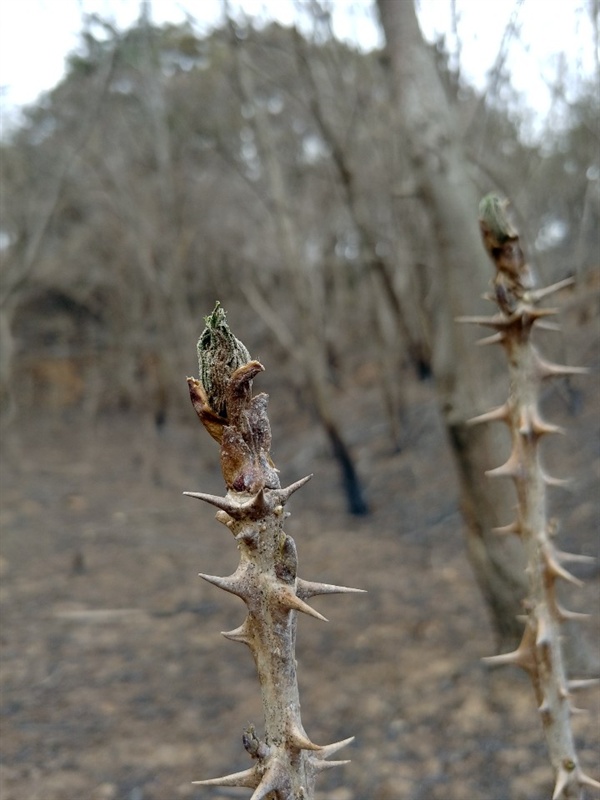  지난 4월 강릉 산불로 새로 심은 천 그루의 어린 엄나무와 30년 된 밤나무 50그루가 불에 탔다. 곧은 가지 위로 개두릅(엄나무 순)을 틔우던 엄나무도 죽었다.