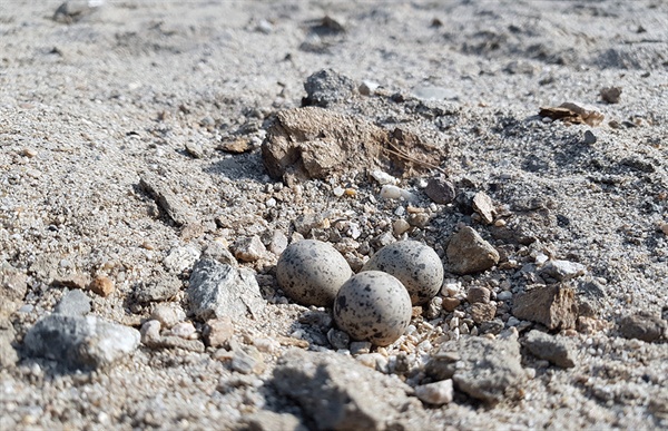 새 박사로 불리는 이경호 사무처장과 모래톱을 둘러보다가 발견한 꼬마물떼새알 3개.