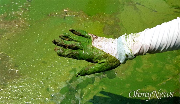 8월 4일 경남 창녕 우강마을 앞 낙동강 녹조. 하얀색 장갑이 녹색으로 변했다.