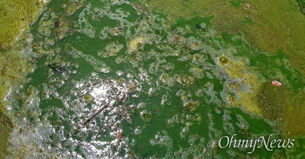 8월 4일 경남 창녕 우강마을 앞 낙동강 녹조. 썪은 냄새에 물 속에서 거품이 생겨 있다.