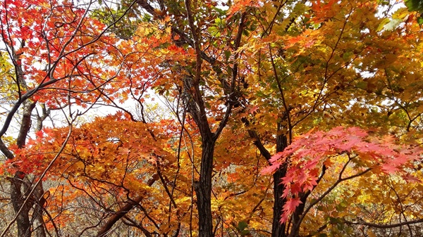 무등산이 품고 있는 길에는 가을 나무들이 토해내는 색들의 향연이 펼쳐지고 있다
