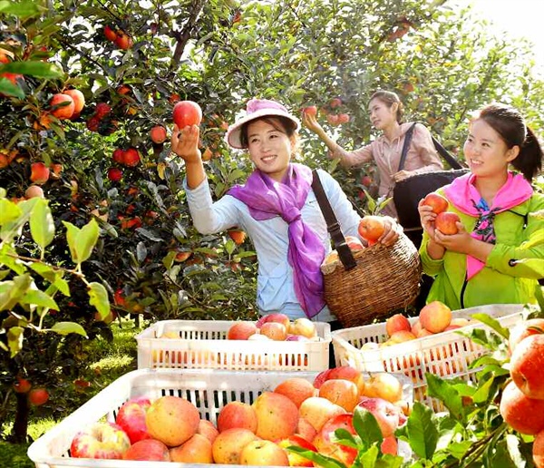 사과 수확하는 북한 주민 사과를 수확하는 북한 주민들의 모습. 노동신문은 1월 31일 '당의 령도(영도)따라 자력부강의 한길로 줄달음쳐 온 자랑찬 한 해'라는 제목으로 4면을 모두 한 해 성과를 선전하는 사진 21장을 보도했다.