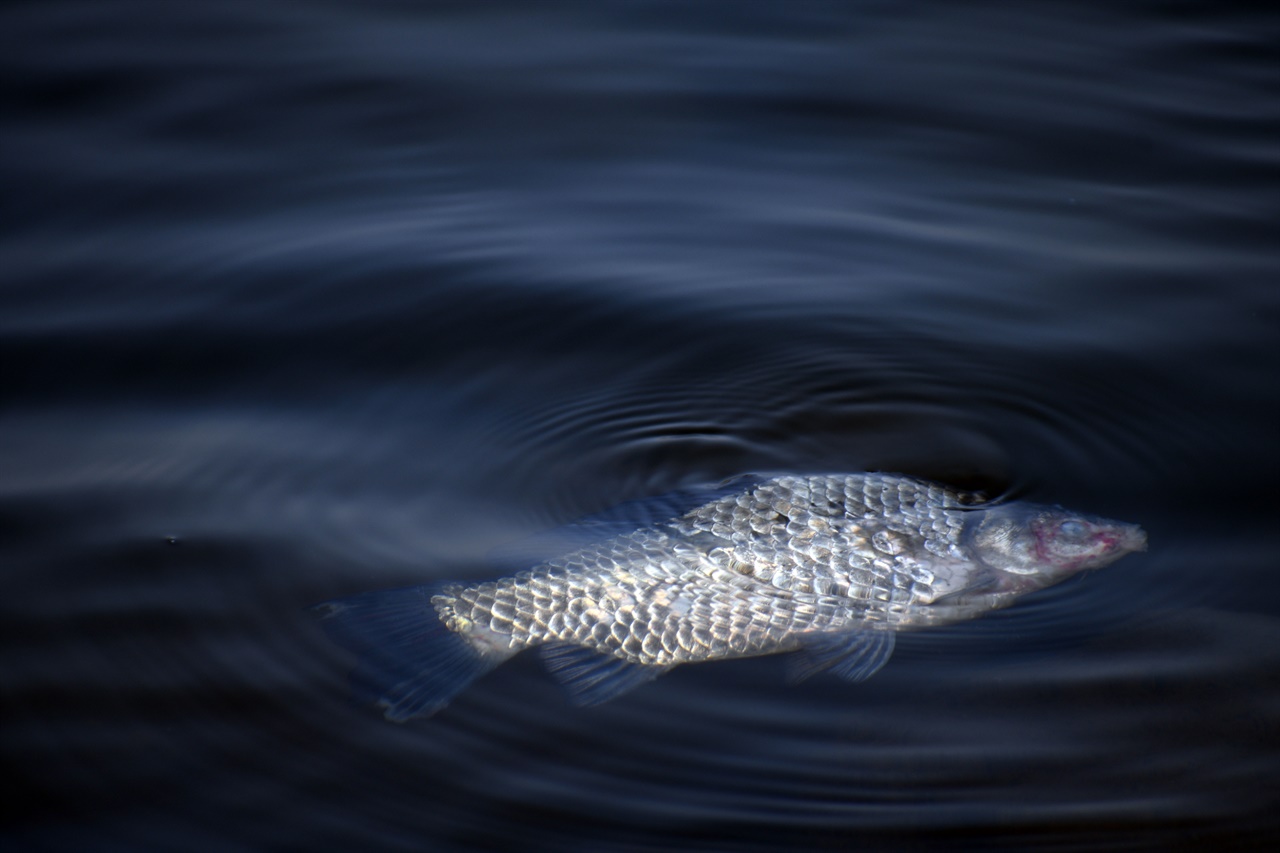 4대강 사업 이후 금강에서는 물고기 떼죽음이 반복되고 있다. 2012년 준공 후 백제보 인근에서 시작된 집단 폐사로 10일간 60만 마리 이상의 물고기가 죽었다.