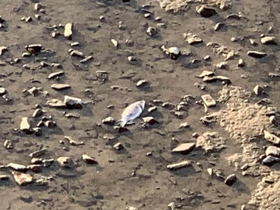  둔산대교 아래 드러난 강 바닥에 물고기 사체가 늘어져 있다.