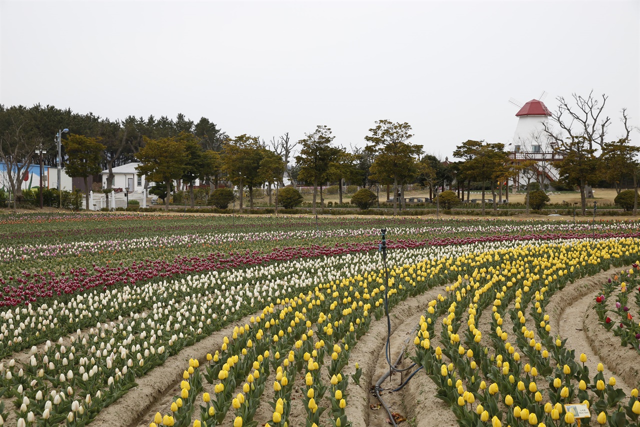 신안 임자도에 있는 튤립공원 전경. 해마다 튤립꽃축제가 열리는 곳이다. 올해는 코로나19 탓에 꽃축제를 취소했다.