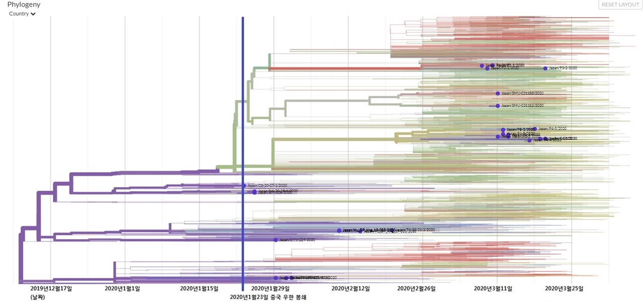  [도표2] 2019년 12월 17일 이전부터 2020년 3월 25일 이후까지 코로나19 계통도가 시간을 따라 그려져 있다. 일본(보라색 계열)의 데이터는 각각 점으로 계통도 위에 표시되어 있다. 중국 우한이 봉쇄된 2020년 1월 23일이 파란선으로 그려져 있다.