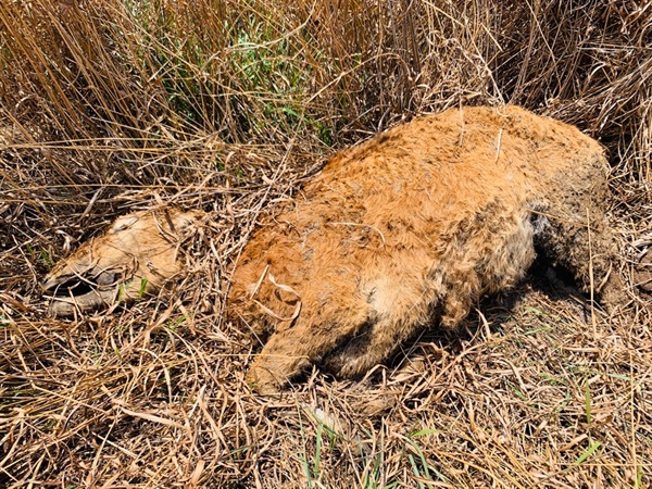  금강변에 유기되어 있는 가축의 사체. 감염병이 우려된다.