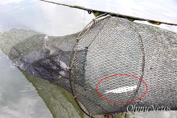  6월 28일 경남 창녕 유어면 낙동강 선착장 부근에 설치해 놓았던 그물망 안에서 어류가 죽어 있다.