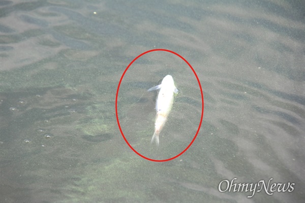  6월 28일 경남 창녕 유어면 낙동강 선착장 부근에 죽은 어류가 발견되었다.
