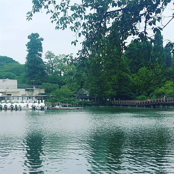  2017년 개원 100주년을 맞은 일본 이노가시라 공원은 넓어서 놀라고 잘 정돈되고 세련돼 있어 또 놀란다.