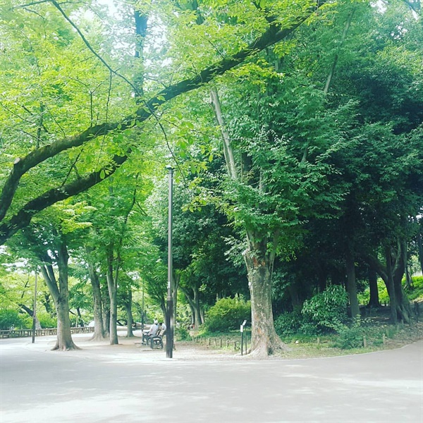  일본 기치조지역 부근에 있는 이노가시라 공원의 한 모습.