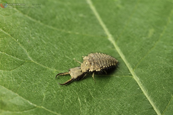 an ant lion