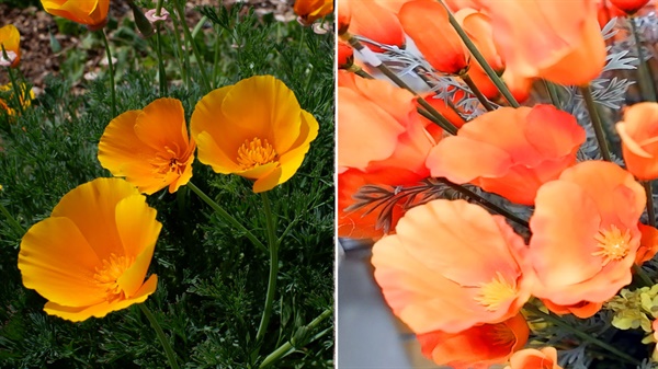 진짜 파피 꽃 (왼쪽), 플라스틱과 천으로 만든 파피 꽃 조화 (오른쪽) 가까이서 만져보기 전에는 언뜻보면 조화가 진짜 꽃으로 착가될만큼 정교하다. 