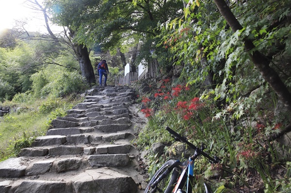 자전거과 꽃무릇  모악산 대원사로 가는 계단길에 핀 꽃무릇, 잠깐 숨을 돌리면서 사진도 찍고. 