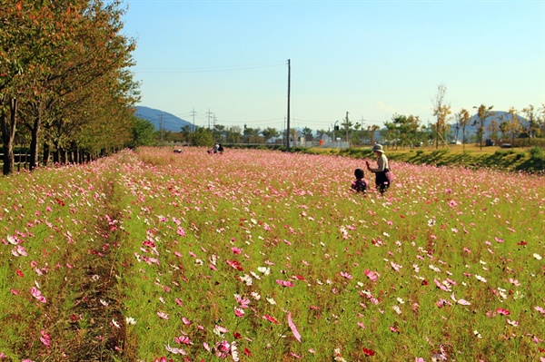  한국원자력환경공단 바로 옆에 있는 코스모스 꽃밭단지 모습