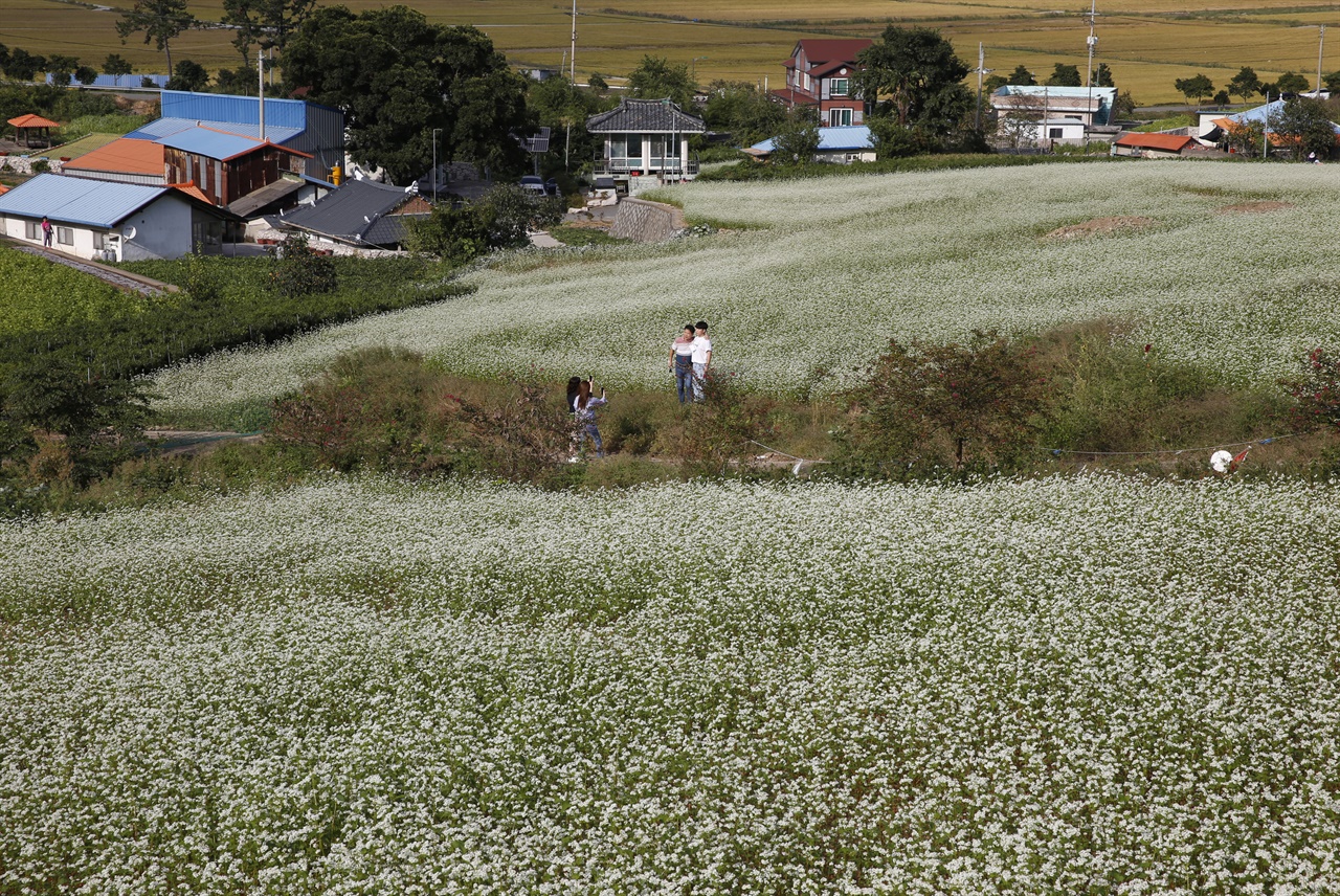  선학동 메밀꽃밭을 찾은 여행객들이 메밀꽃밭 사잇길에서 인증 사진을 찍고 있다. 지난 10월 2일 풍경이다.
