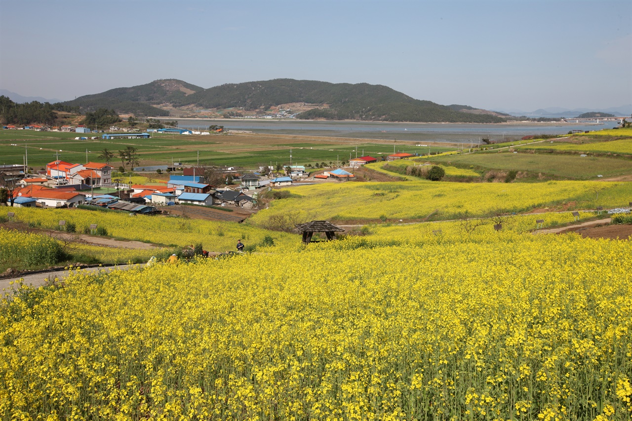  해마다 봄이면 노랗게 물드는 장흥 선학동 풍경. 재작년 4월 모습이다.