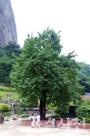  태조 이성계가 은수사에서 기도를 마친 기념으로 심었다는 청실배나무.