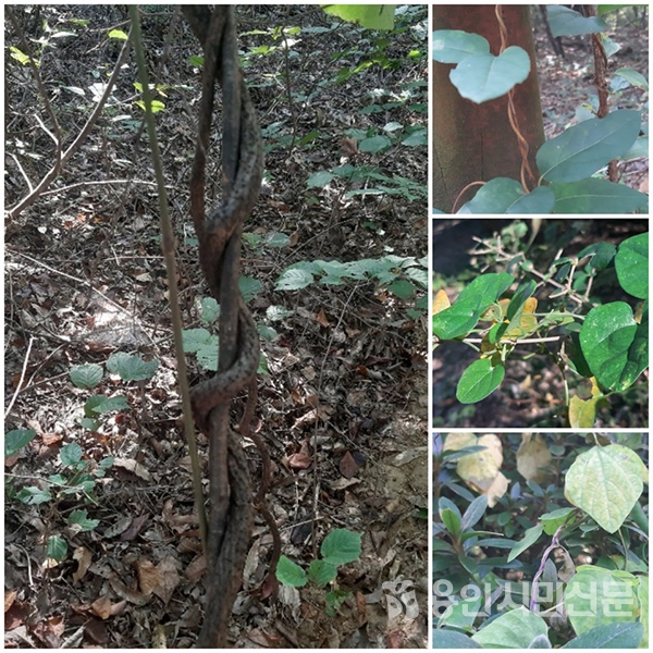  숲에서 찾은 감은줄기 식물, 왼쪽 시계방향으로 칡, 인동덩굴, 댕댕이덩굴, 새콩