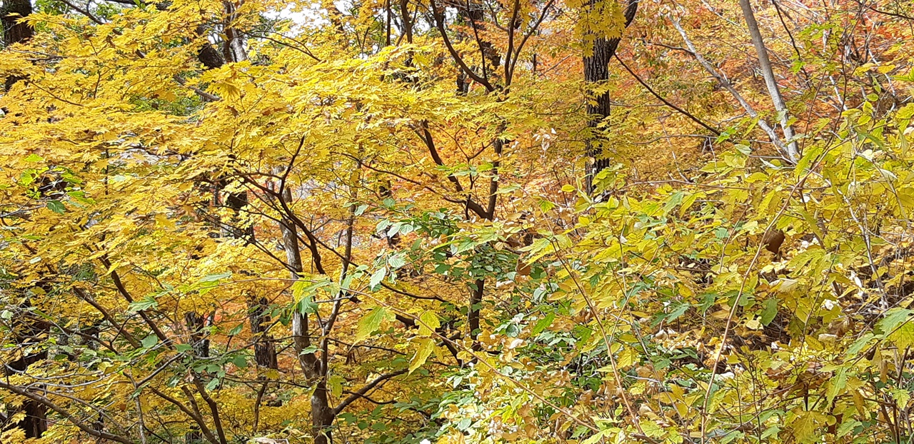 지리산 피아골 단풍