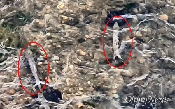  10월 25일 밀양강 예림교 부근에서 연어가 40여마리 발견되었다.