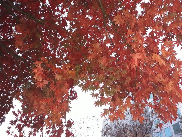  가을 단풍.