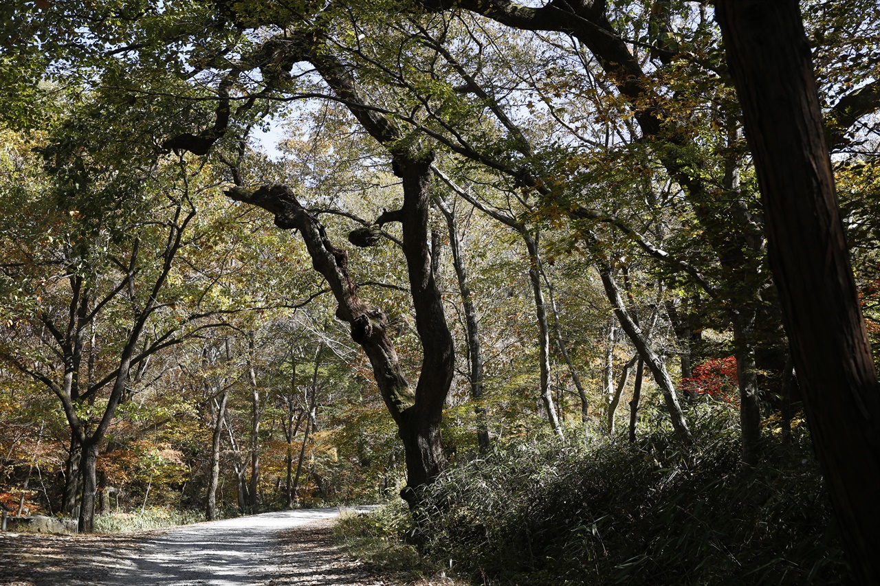  곡성 태안사로 가는 숲길 풍경. 태안사로 가는 숲길에 가을이 내려앉고 있다.