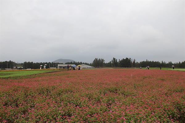  보롬왓에 식재된 핑크색 메밀꽃 모습
