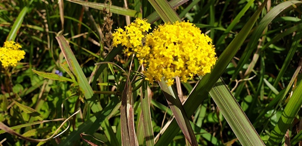 마타리 마타리과 식물로서 꽃은 8~9월에 핀다. 어린 순은 나물로 먹고 전초는 약초로도 사용한다. 뿌리에서 장류가 썩는 냄새가 난다고 하여 '패장'이라 부르기도 한다.