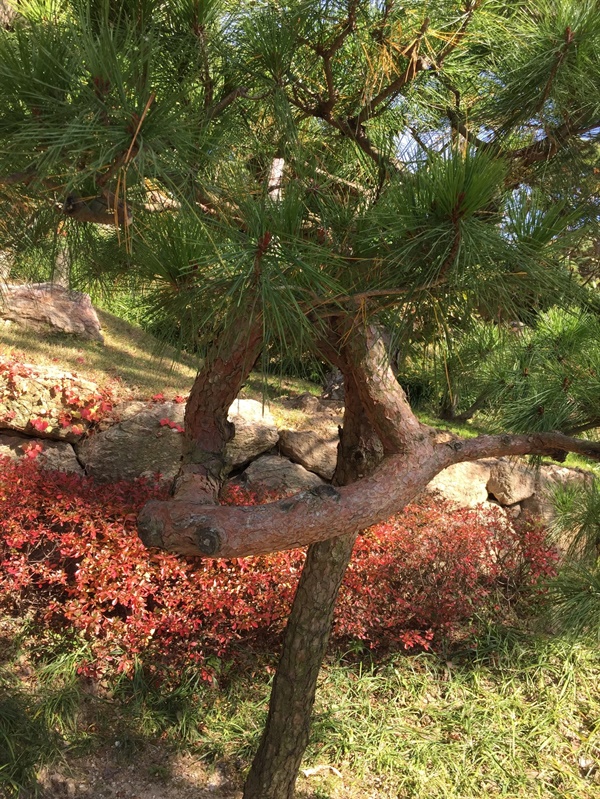자연적으로 휘어진 소나무 화담숲 소나무 정원 내의 소나무