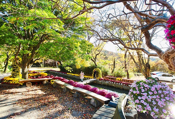  서산 상왕산(307m)의 울창한 숲속에 자리한 개심사에는 가을 단풍을 비롯해 국화꽃이 조화를 이루며, 시민들에게 아름다움을 선사하고 있다.