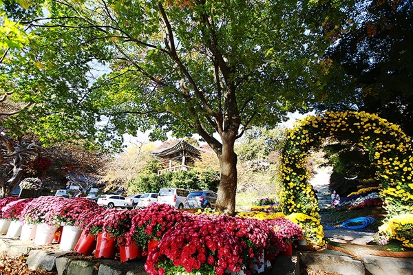  개심사에는 가을 단풍을 비롯해 국화꽃이 조화를 이루며, 시민들에게 아름다움을 선사하고 있다.